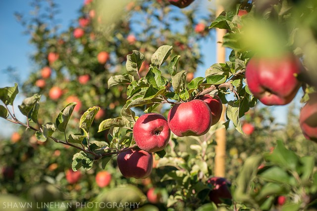 những vườn tào tuyệt đẹp ở Mỹ